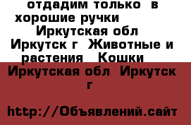 отдадим только  в хорошие ручки!!!!)))) - Иркутская обл., Иркутск г. Животные и растения » Кошки   . Иркутская обл.,Иркутск г.